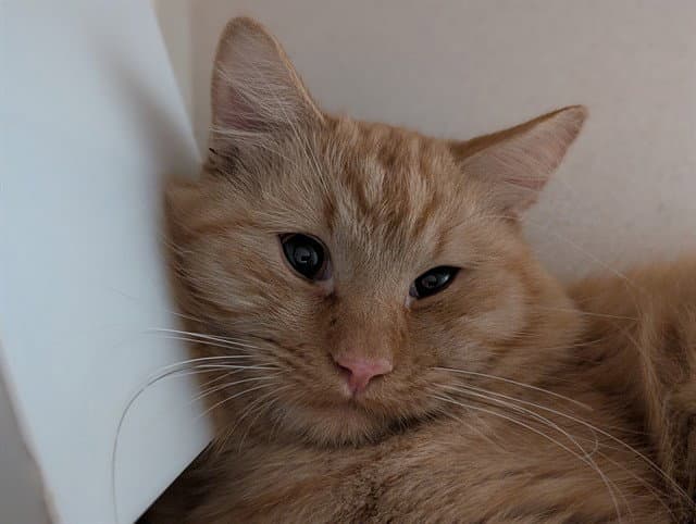 CARAMEL MITTENS