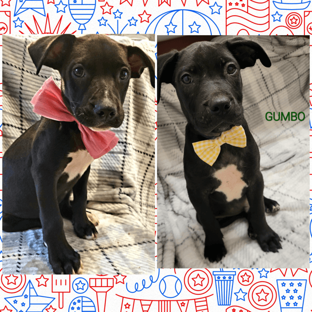 Gumbo