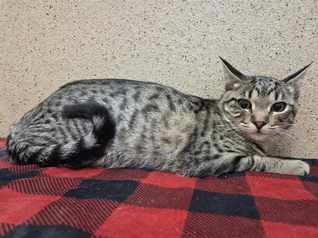 *Sarasa