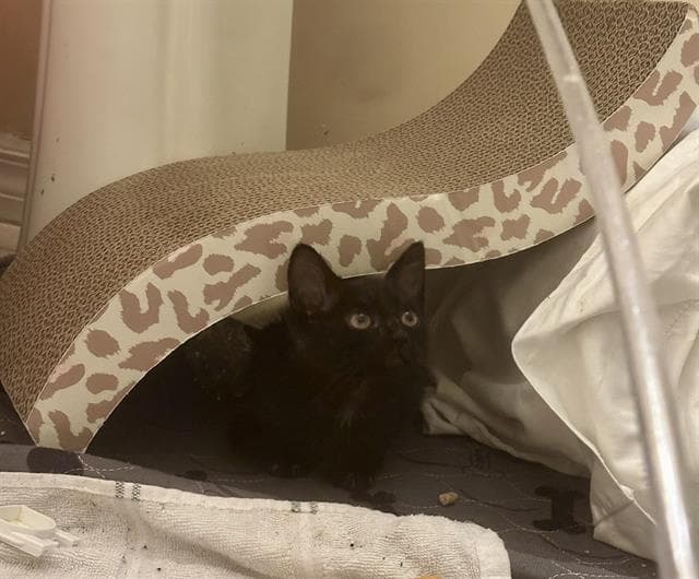 *Jiji