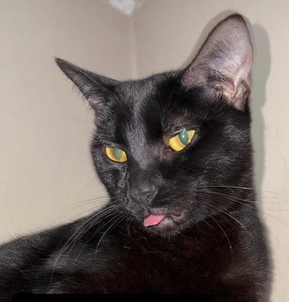 Pepper