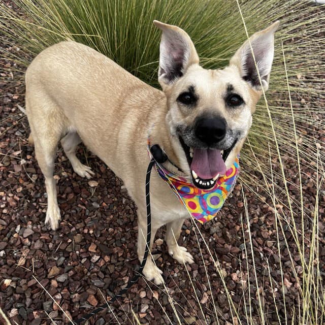 NALA