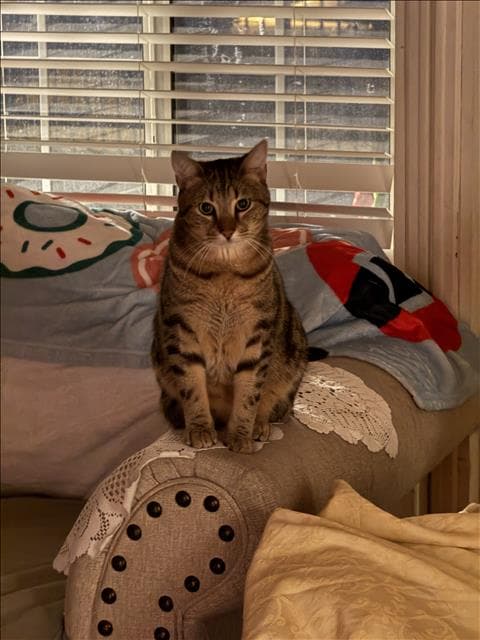 Napo
