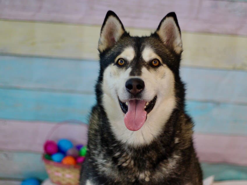 Apollo