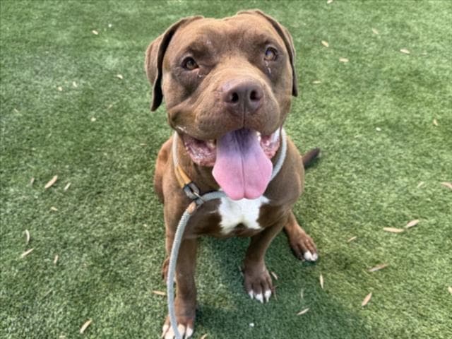 Canelo