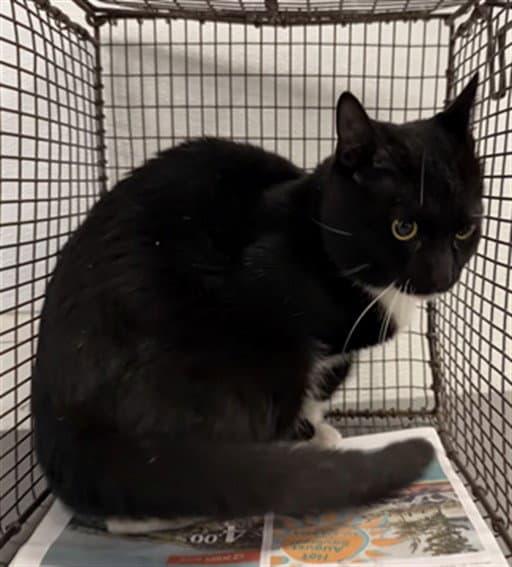 BLACKIE
