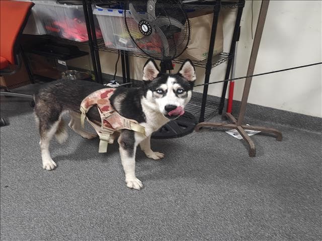 HUSKY BOY