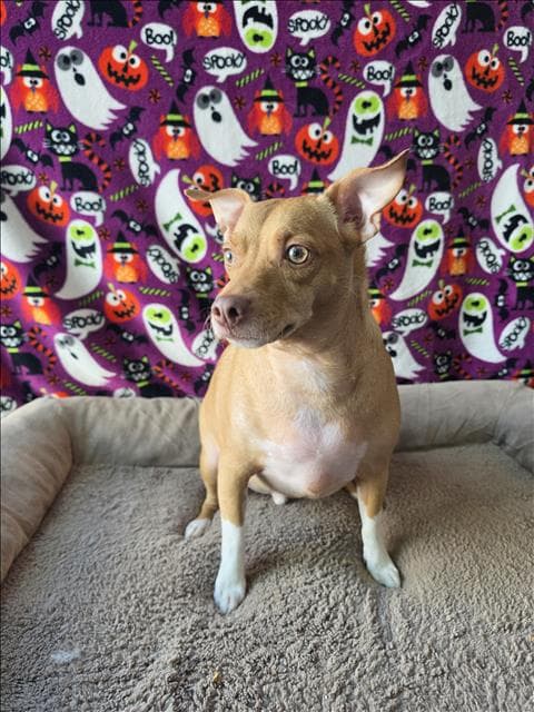 Benji