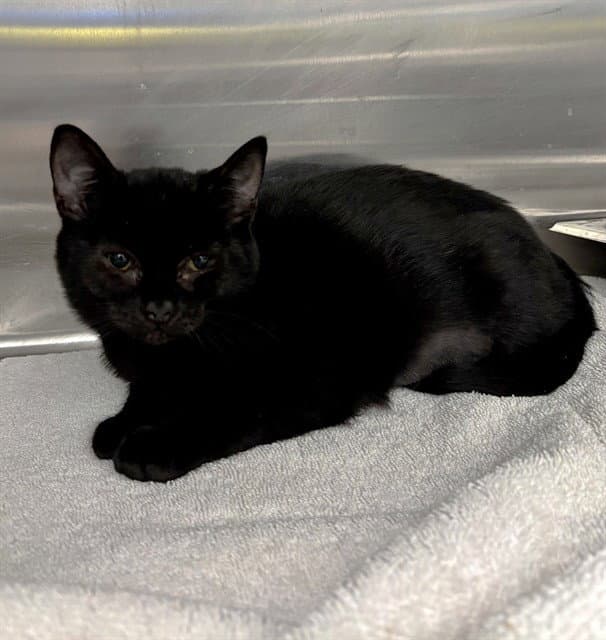 SALEM