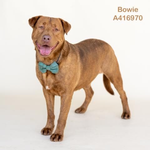 Bowie
