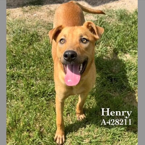 Henry