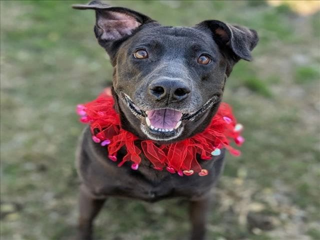 Delilah