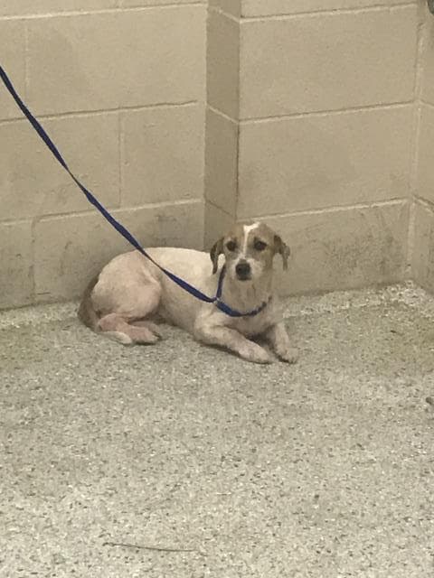 Piper