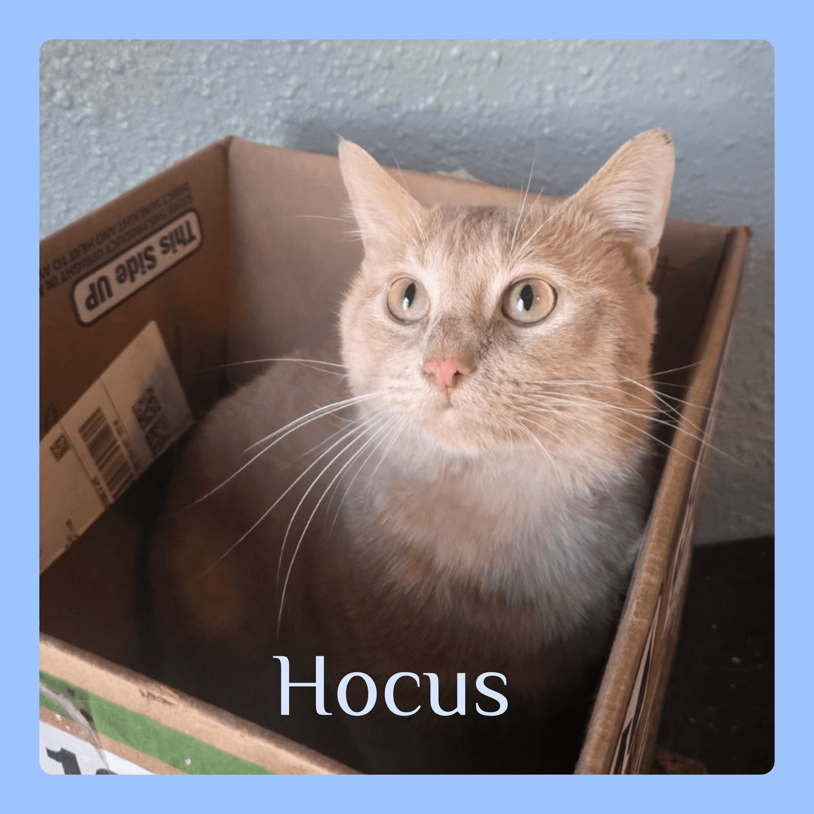 Hocus