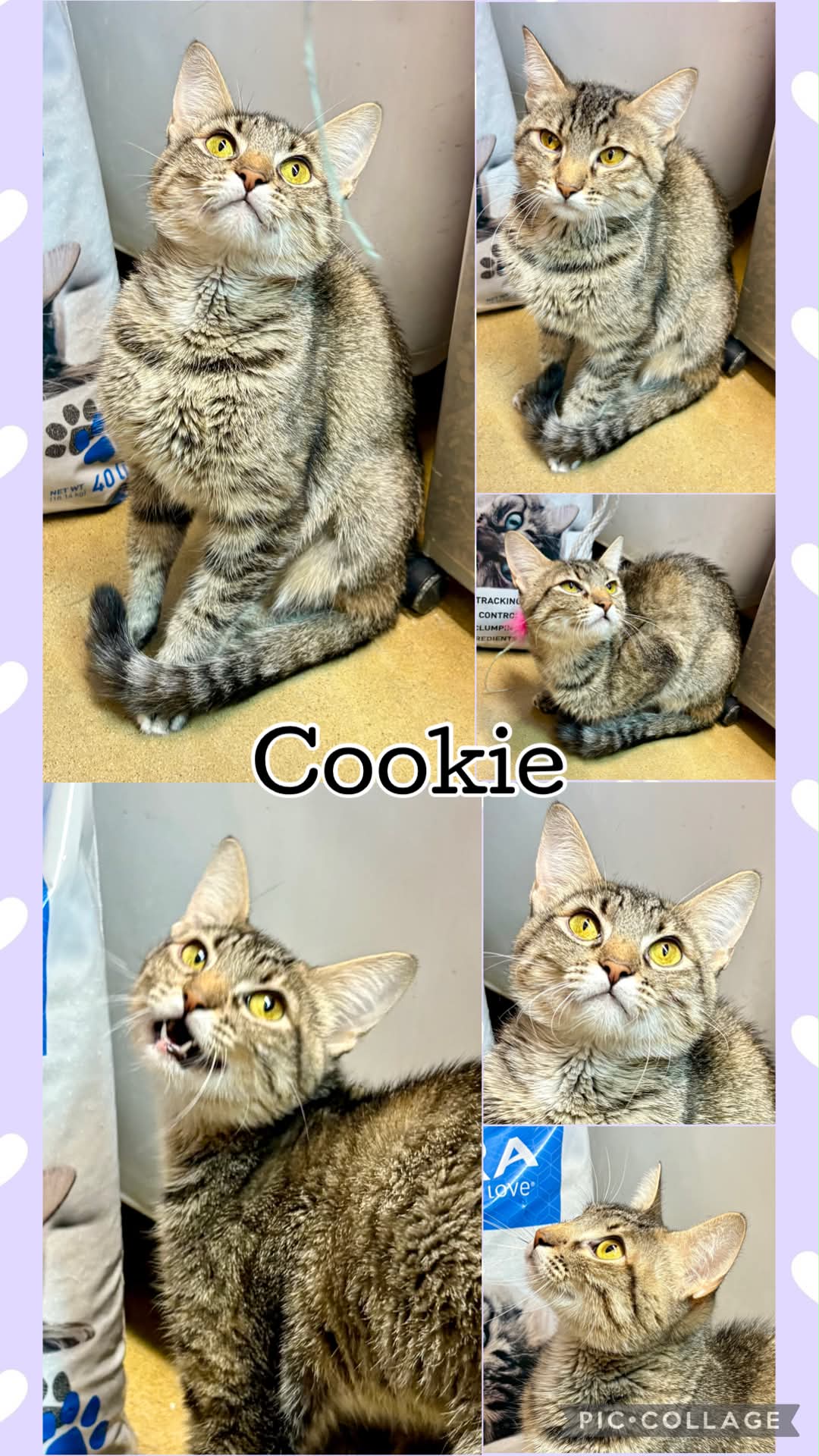 Cookie