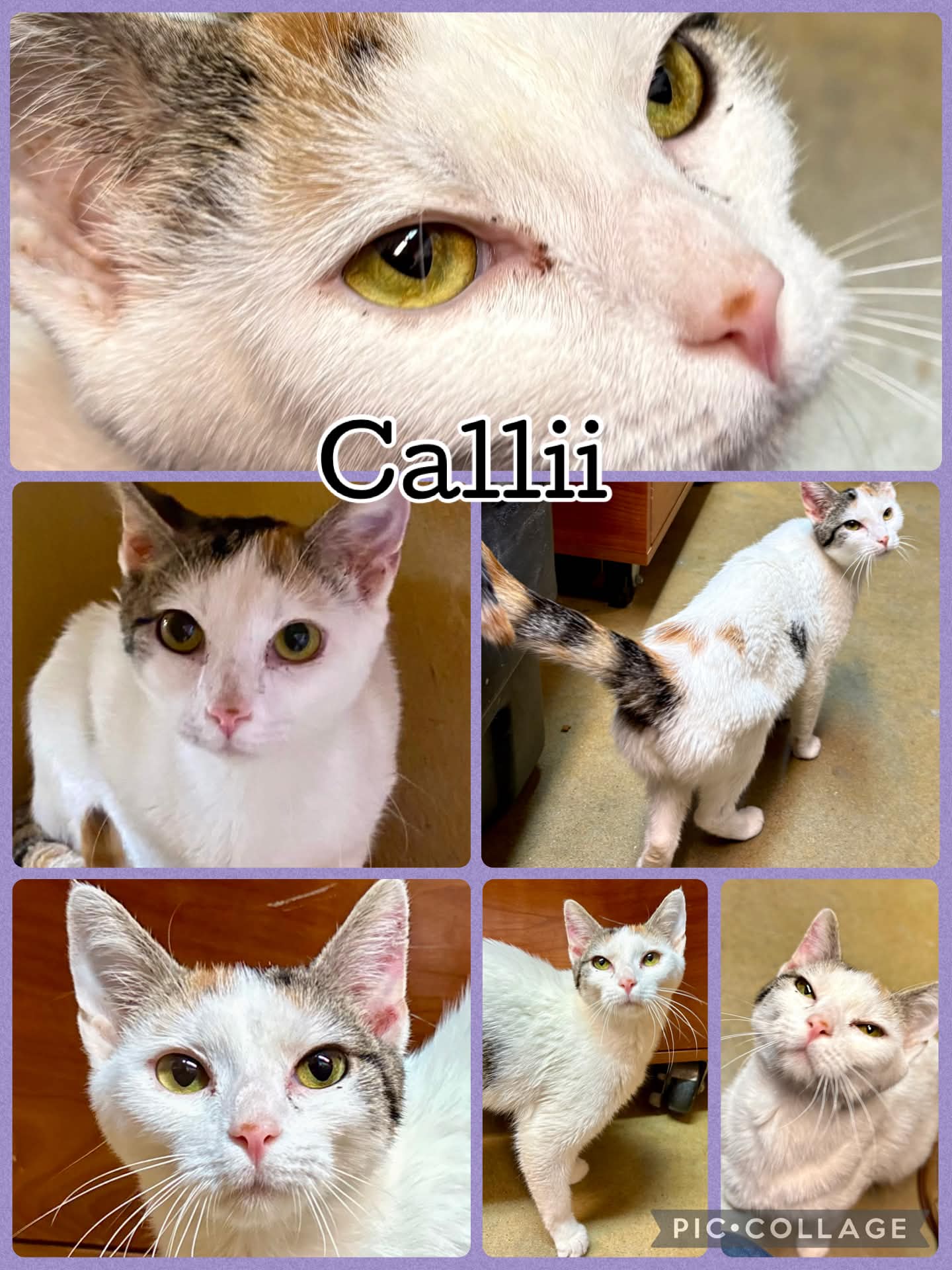 Callii
