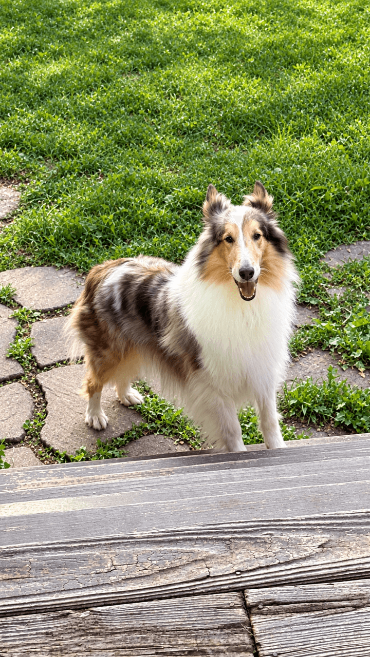 Duchess