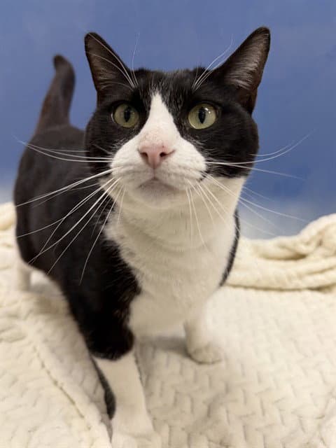 Oreo