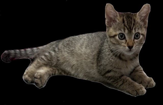 Nova