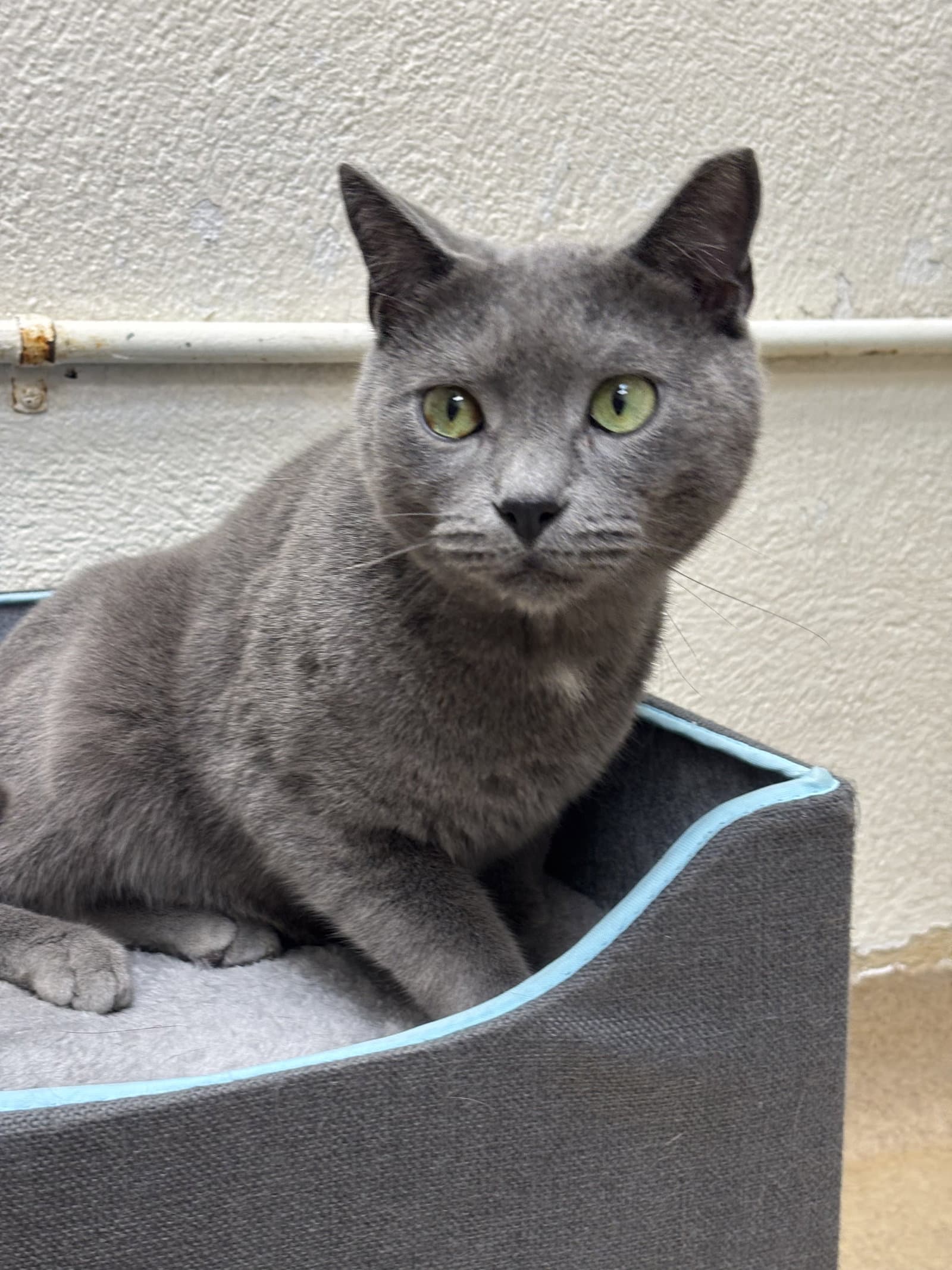 Forest - *Bonded Pair*