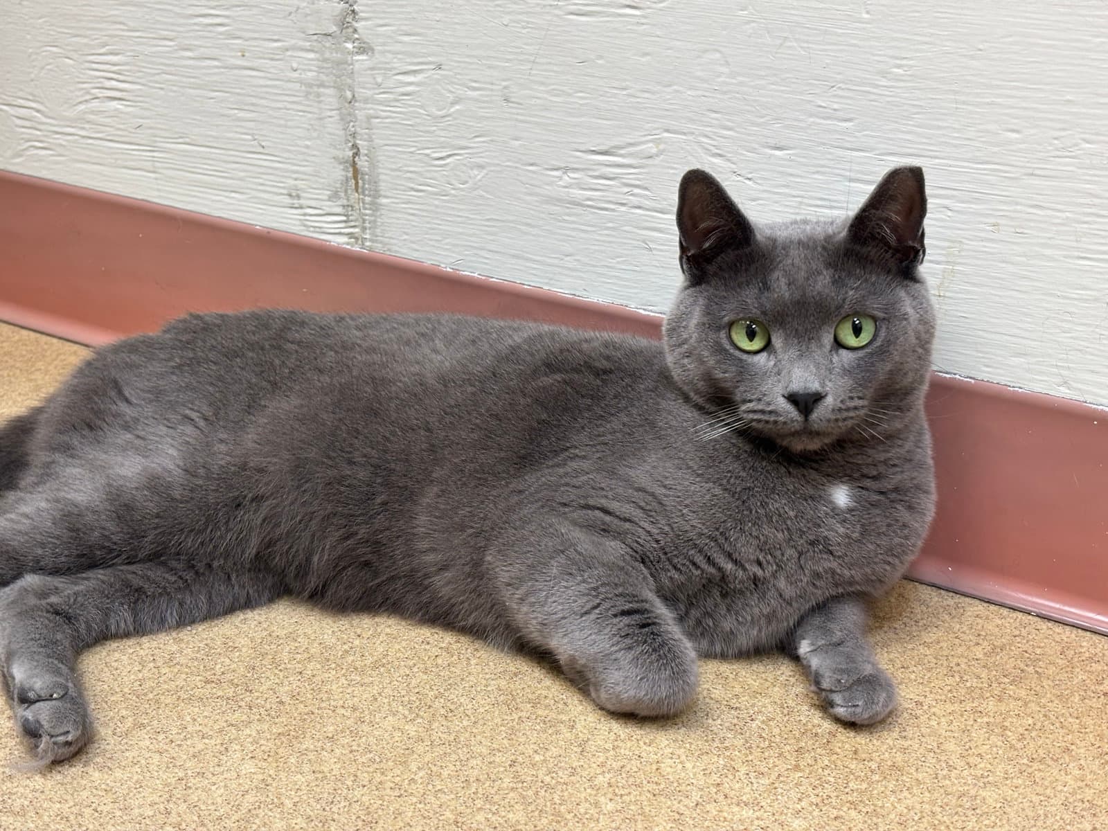 Colt - *Bonded Pair*