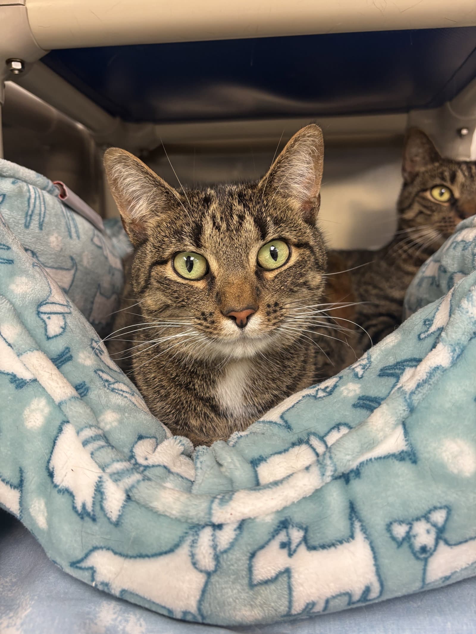 Jade- *Bonded Pair*