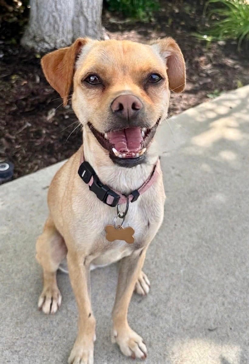 Pippa