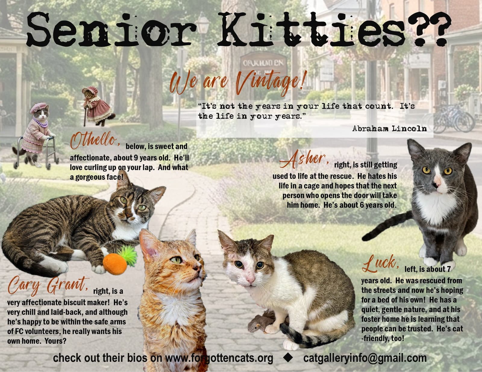 More Mature & Senior Cats (male & female) 2 flyers
