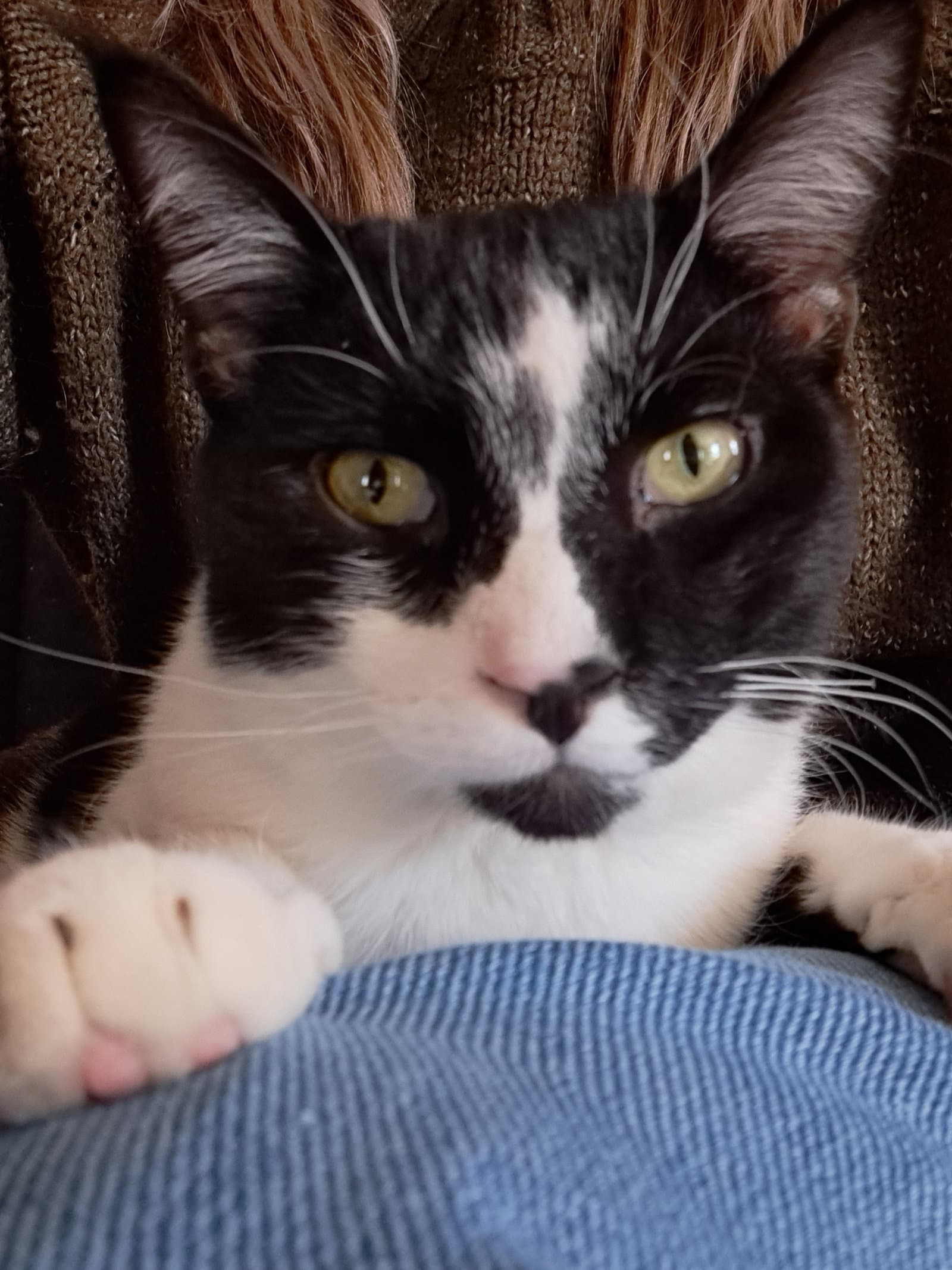 Duncan, Willow Grove Area, (FCID 06/09/25-152) SN