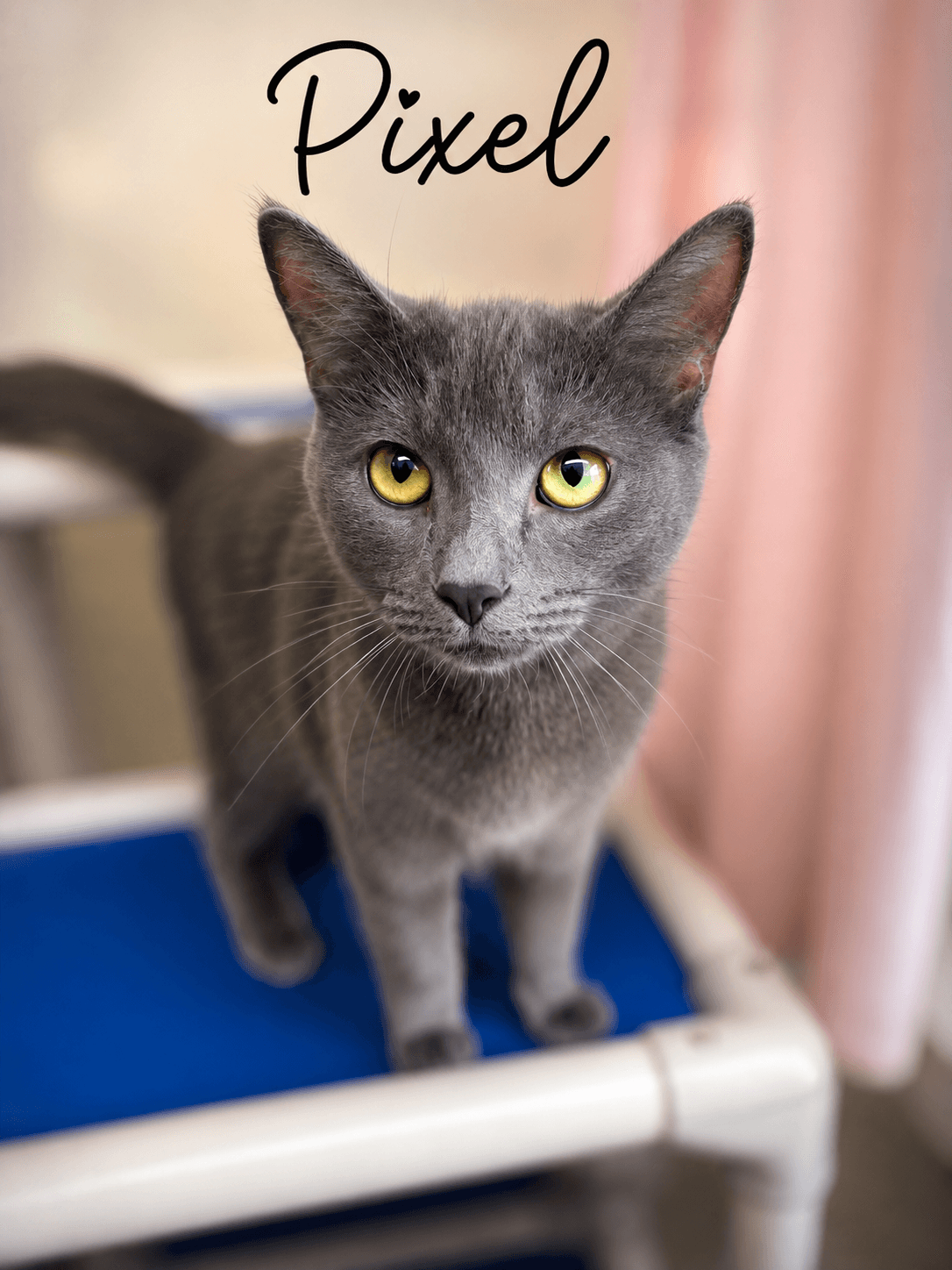 Pixel, Willow Grove PA (FCID 09/23/2025 - 121)