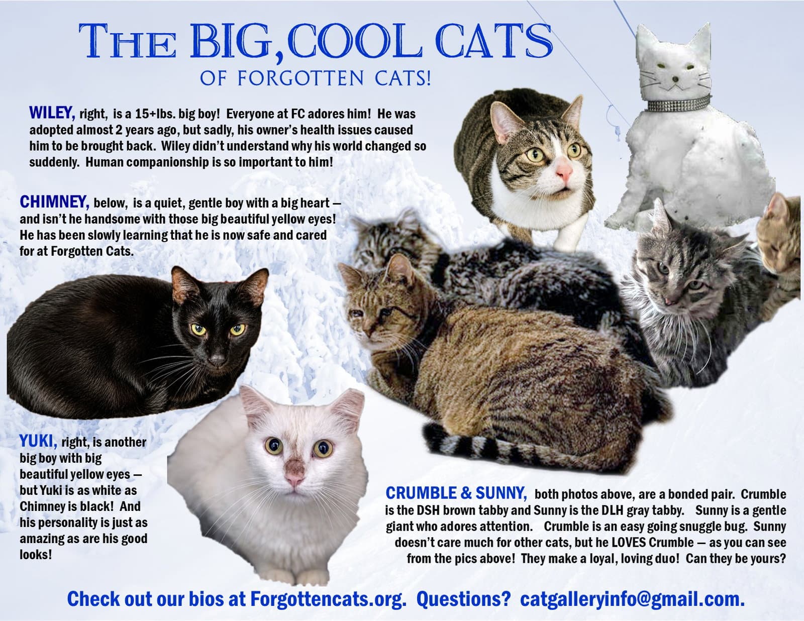 Big Cats: 11+ pounds, Part 2