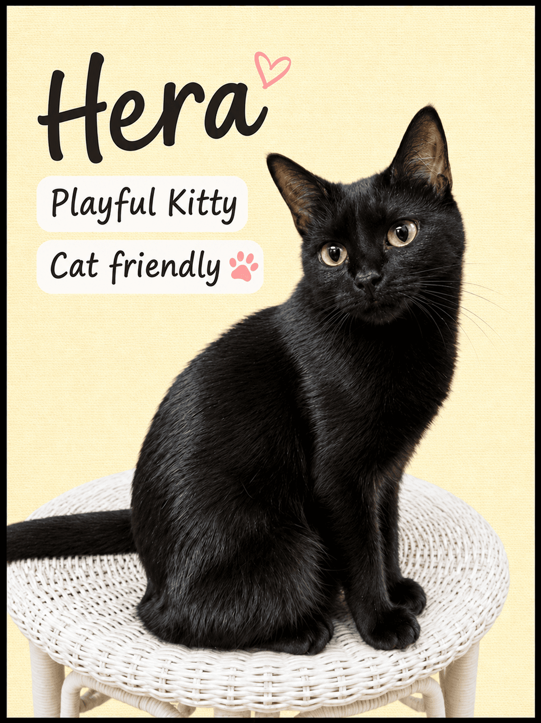 Hera (FCID# 04/22/2026-145) Willow Grove PA