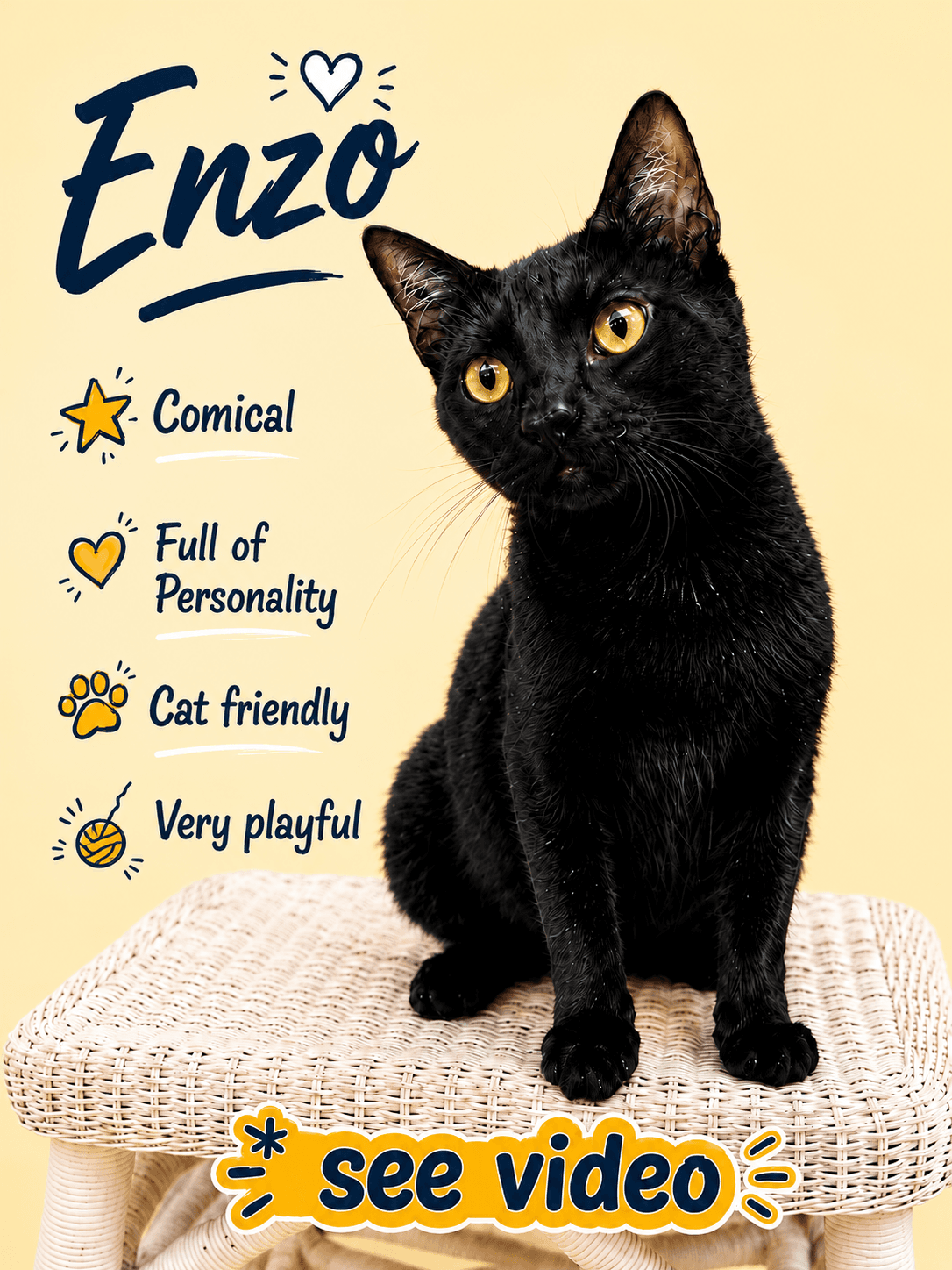 Enzo (FCID# 04/28/2026 - 101) Willow Grove