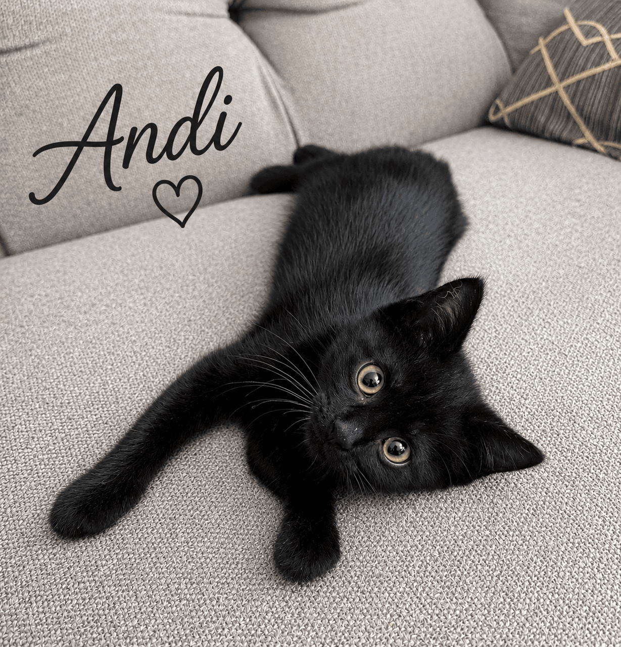 Andi, Willow Grove Area, (FCID 6/17/2026-154)