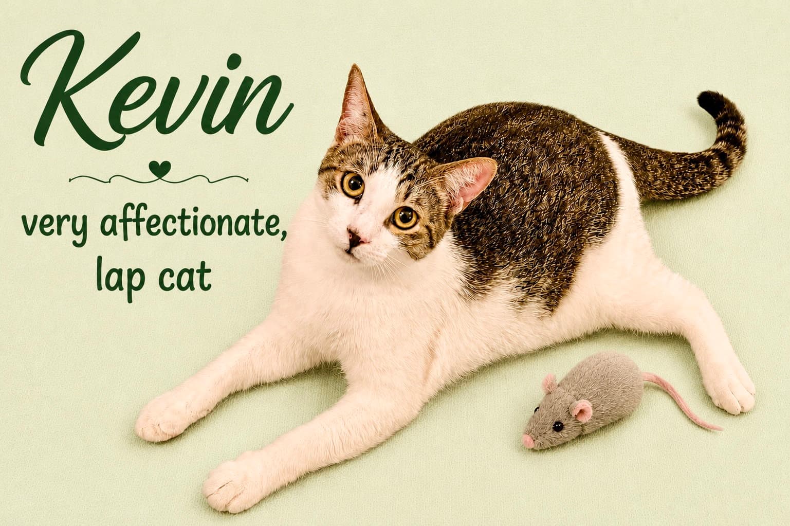 Kevin (FCID# 06/19/2026-152) Willow Grove