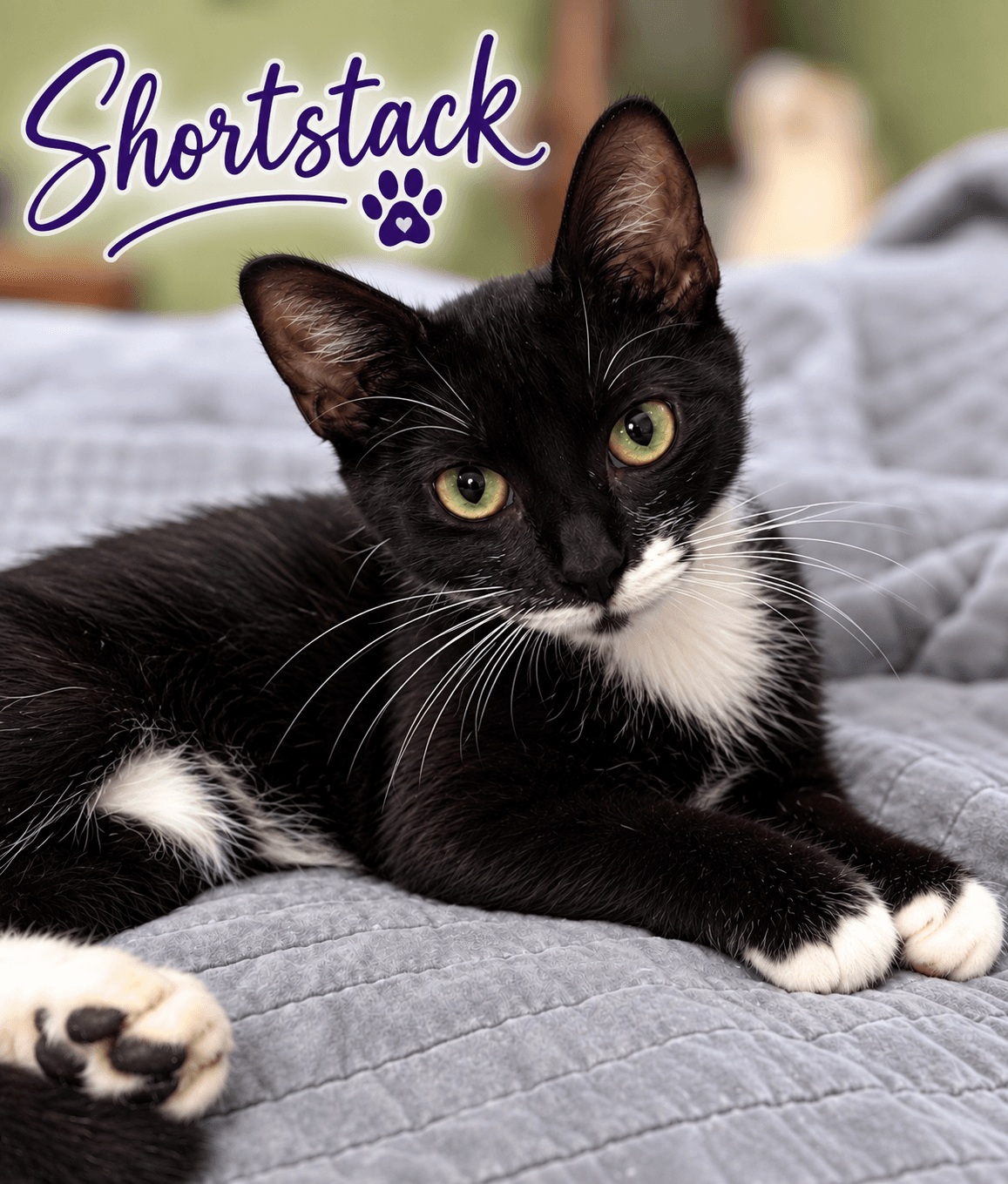 Short Stack, Willow Grove, (FCID 07/15/2026-136)