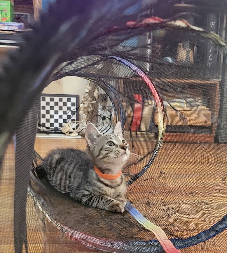 Rocket, Willow Grove area (FCID 07/22/2026-138)