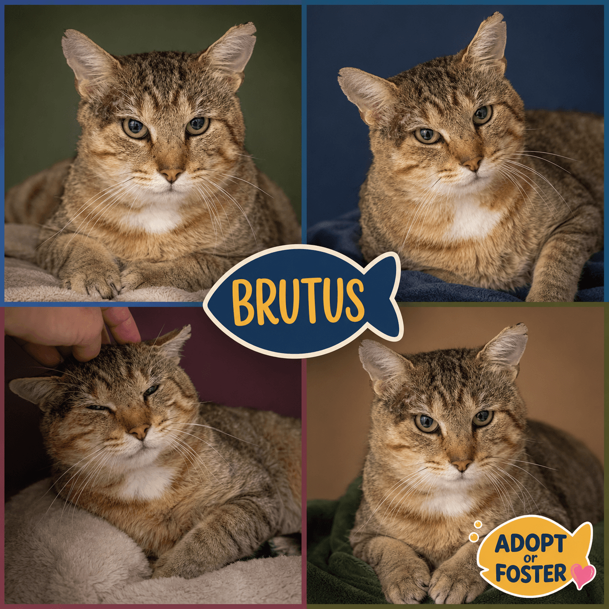 Brutus (FCID# 07/23/2026 - 2 Trainer)