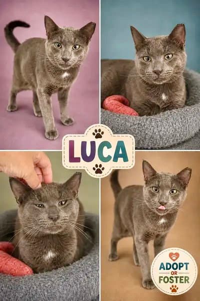 Luca (FCID# 07/30/2026 - 38 Trainer)