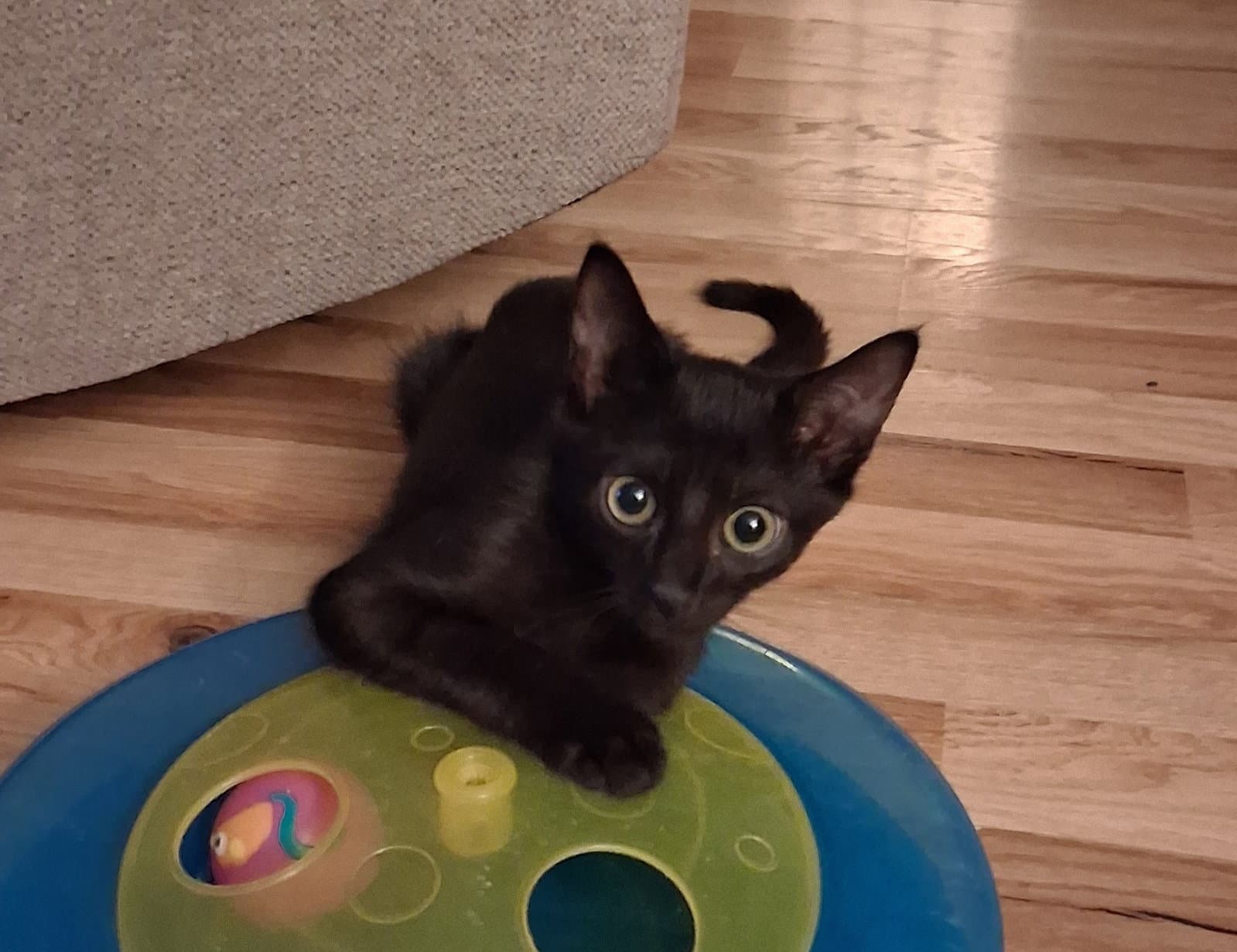 Moon, Willow Grove Area, (FCID 08/05/2026-158)