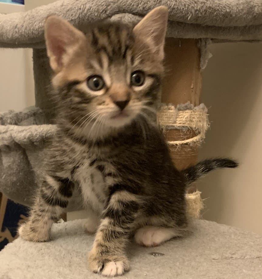 Onyx, Willow Grove Area, (FCID 09/22/2026-130)