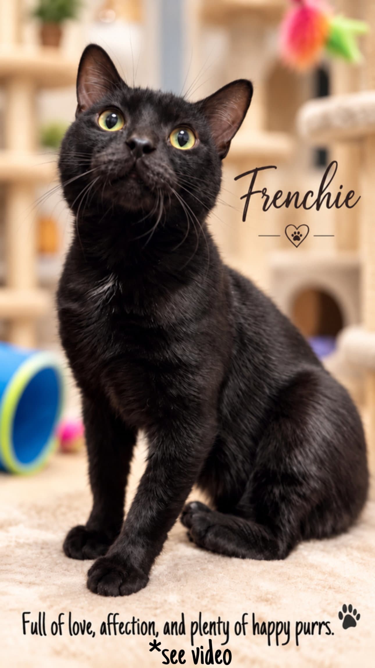 Frenchie (FCID# 08/25/2026 - 113) Willow Grove