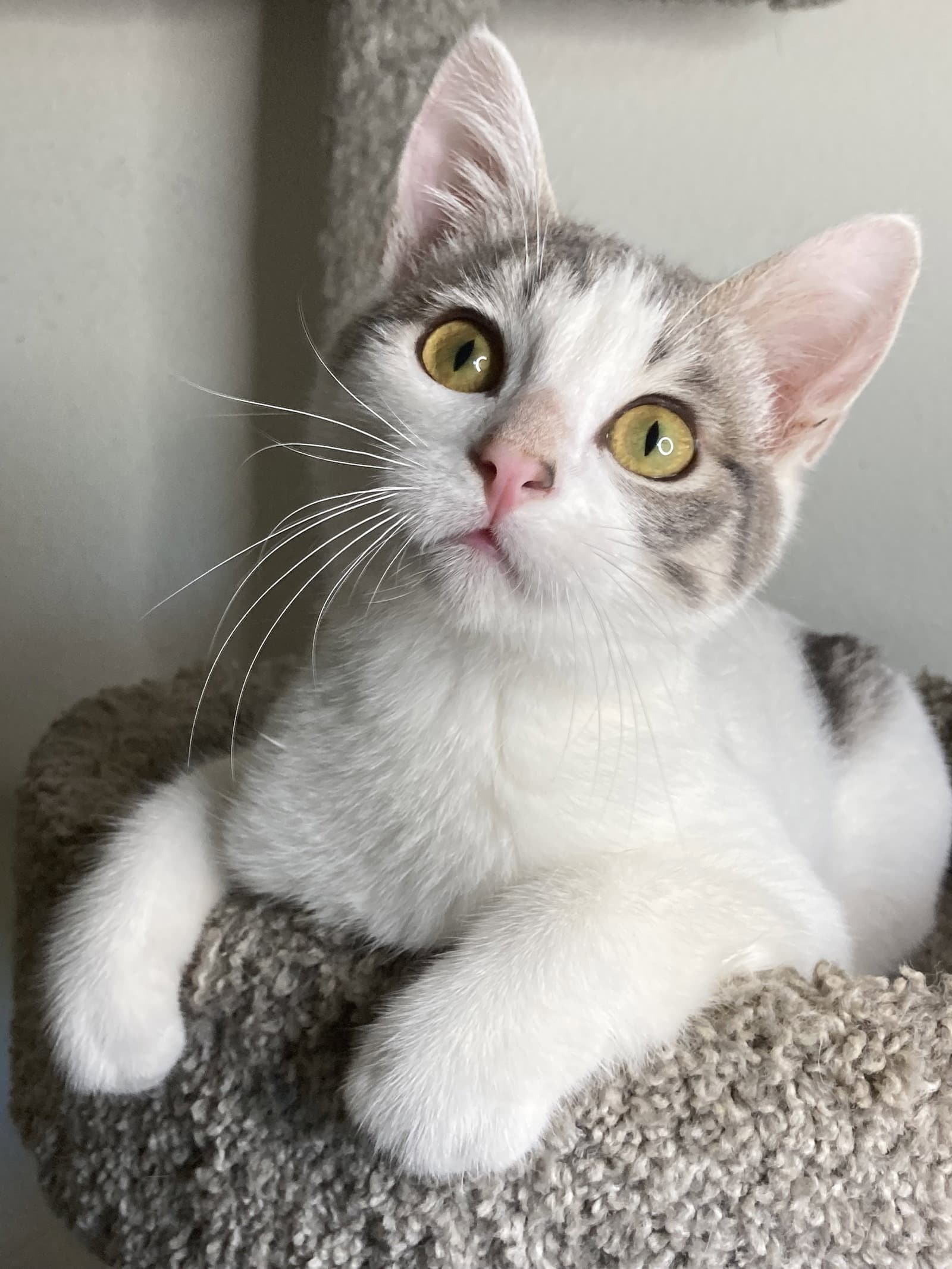 Cosmo