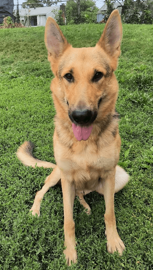 Elsie