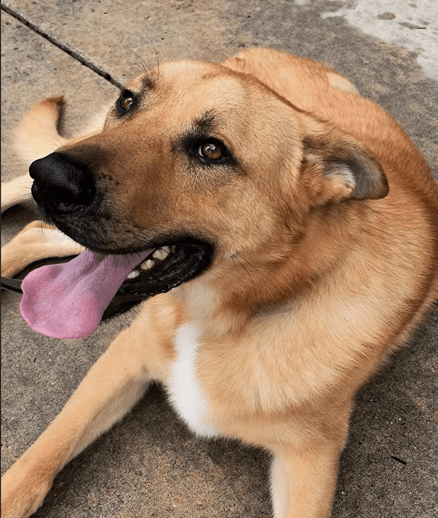 Bodie