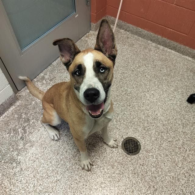 KAIA
