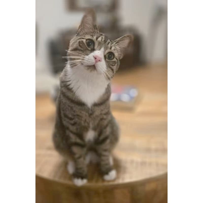Chico