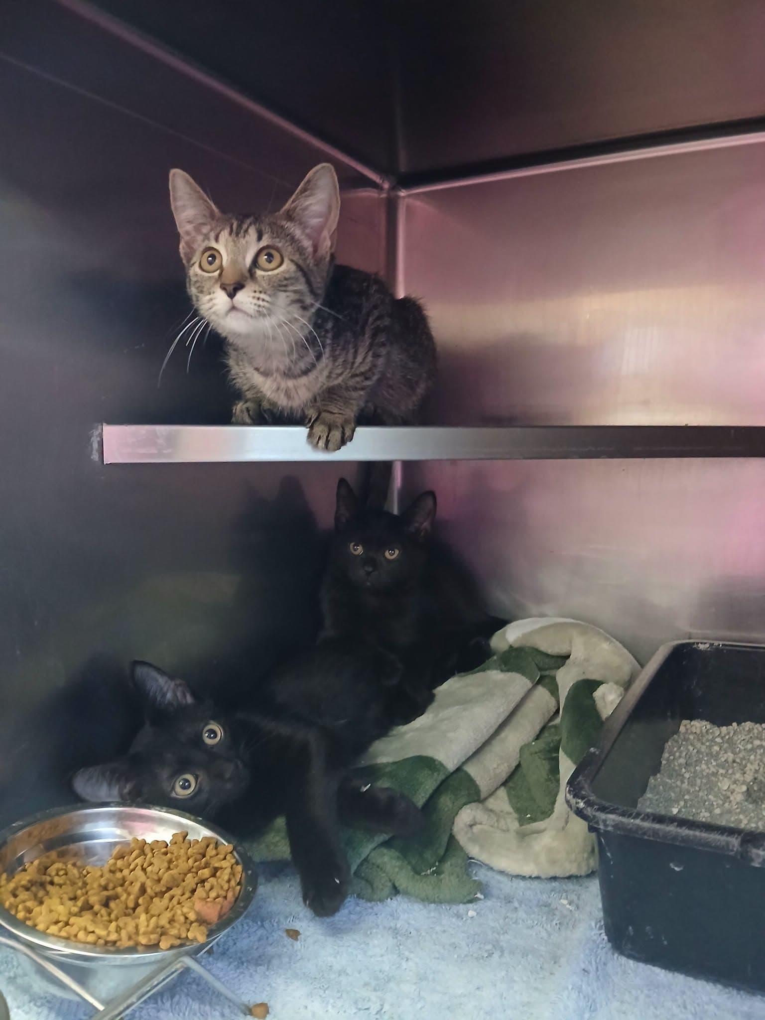 Kittens Black and Tabbys