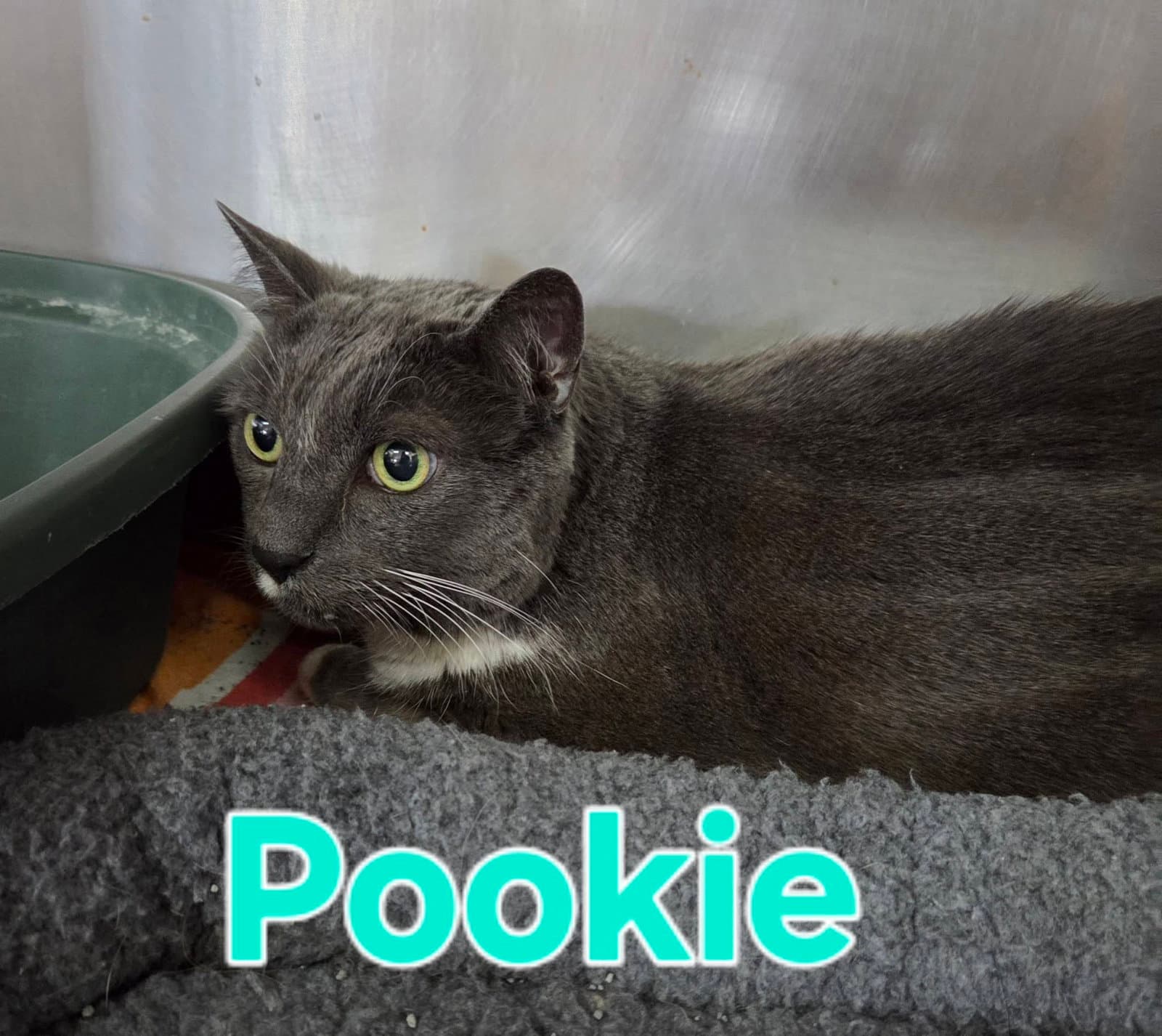 Pookie