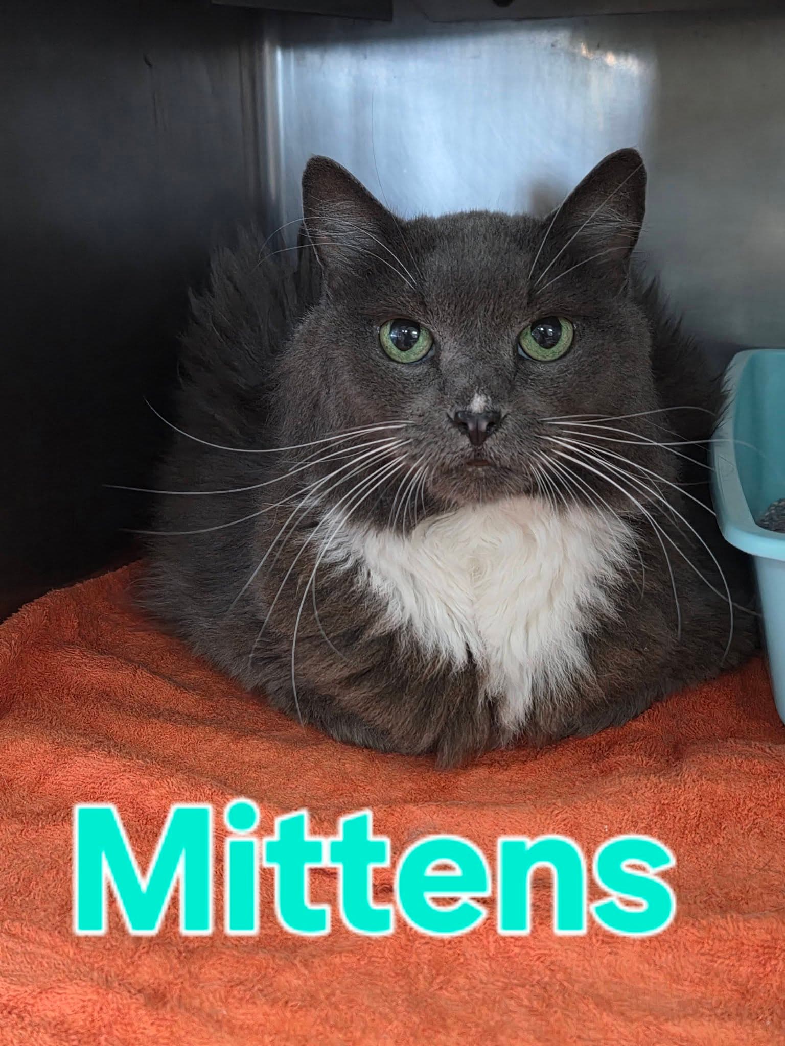 Mittens
